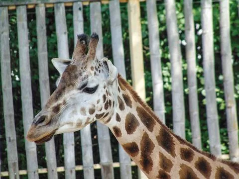 Giraffe at the zoo in summer Фото