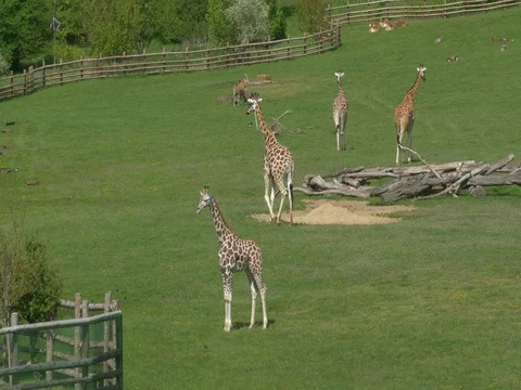 Giraffe in zoological garden Stock Footage 80908172