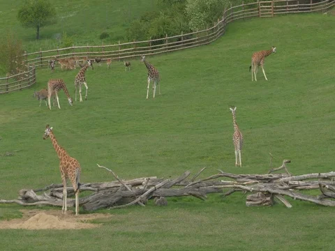 Giraffe in zoological garden 動画素材 80908414