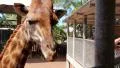 Giraffe in zoological garden in Pattaya, Thailand HD Footage