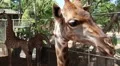 Giraffe in zoological garden in Pattaya, Thailand HD Footage