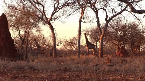 Giraffe Zoom In Stock Footage 70051181