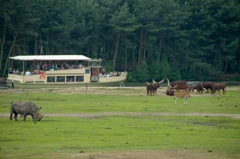 Giraffe006 Stock Photos