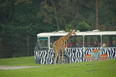 Giraffe007 Stock Photos