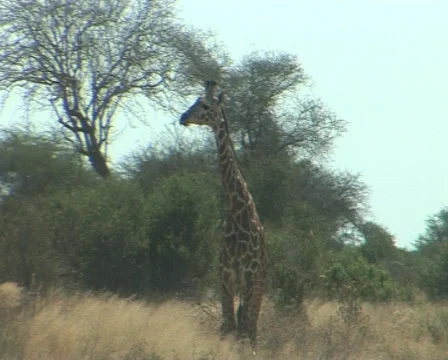 Giraffe1 Video stock 558418