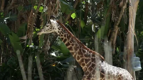 Giraffe1 Stock Footage 10881841