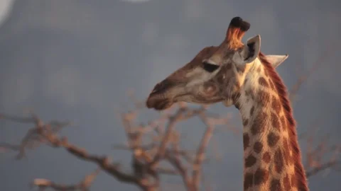 Giraffe1 動画素材 113094942