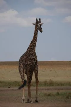 Giraffe1 Stock Photos