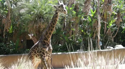 Giraffe2 Video stock 10882003