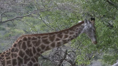 Giraffe2 Stock Footage 11070348