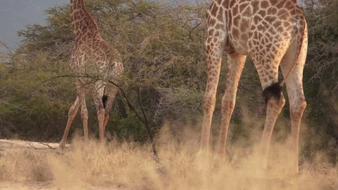 Giraffe2 動画素材 113095464