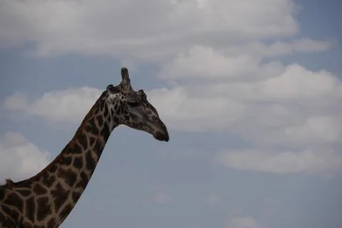 Giraffe2 Stock Photos