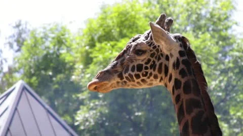 Giraffe3 Stock Footage 10882468