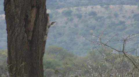 Giraffe3 Stock Footage 11070352