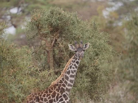 Giraffe3 Stock Photos