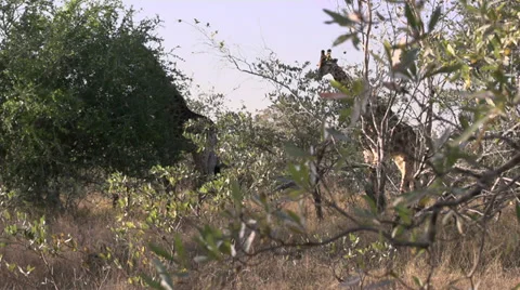 Giraffe3 walking 動画素材 27234819