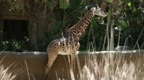 Giraffe4 Stock Footage 10882015