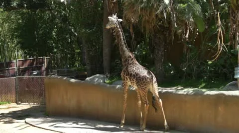 Giraffe5 Stock Footage 10883000