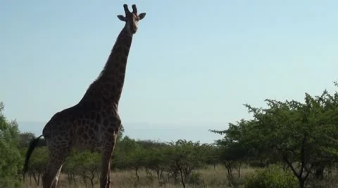 Giraffe5 Stock Footage 11070440