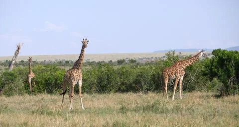 Giraffe5 Stock Photos