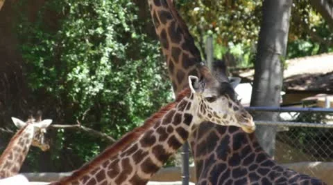 Giraffe6 Stock Footage 10882551
