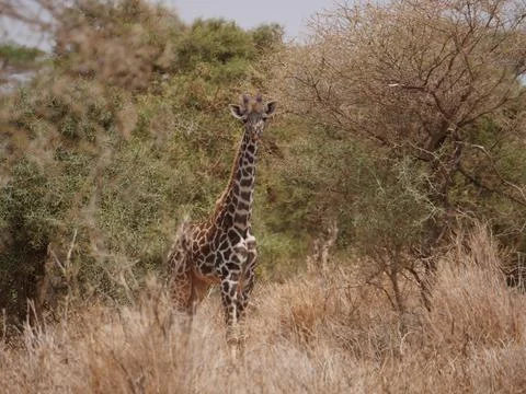 Giraffe6 Stock Photos