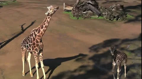 Giraffebaby 30 Stock Footage 12426674