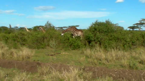 Giraffee 3 库存影片 29460123