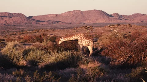 GiraffeEstablishingShot Video stock 309198354
