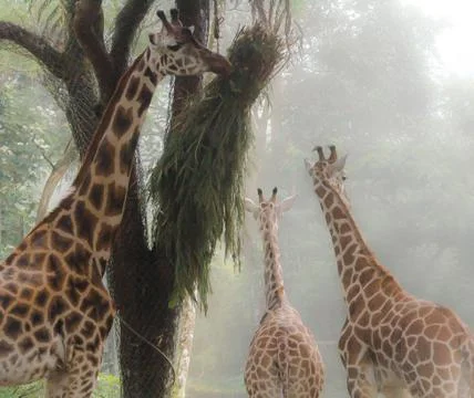 Giraffehaze 스톡 사진