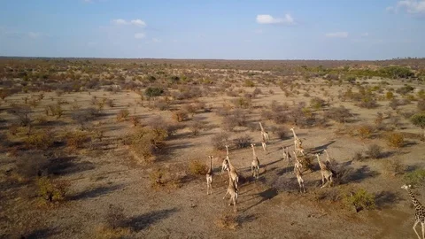 Giraffes africa animals running together afraid by predators drone aerial Stock Footage
