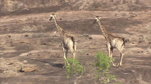 GIRAFFES ARE RUNNING Stock Footage 50621218
