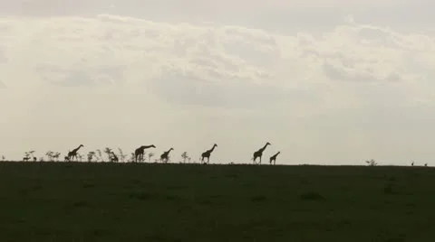 Giraffes in the background Stock Footage 12673743