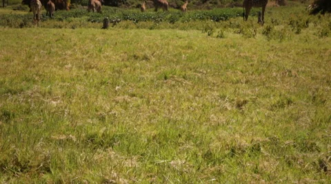 Giraffes At Base of Mt. Meru Stock Footage 42399698