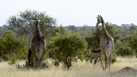 Giraffes Browsing on Trees Stock Footage 122503243