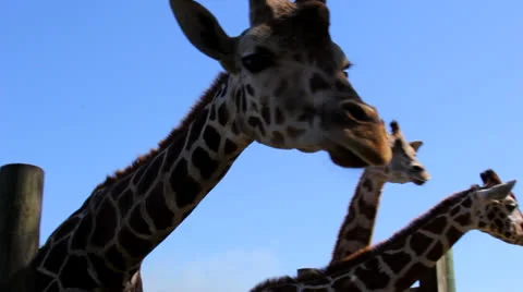 Giraffes in Captivity 스톡 동영상 24896817