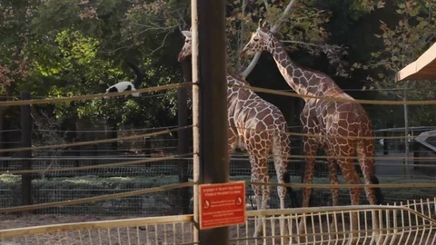 Giraffes chase Lemur Vídeos de archivo 88398707