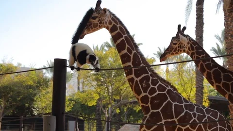 Giraffes chase Lemur Stock Footage 89042001