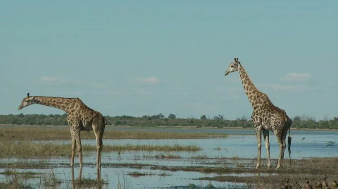 Giraffes on the Chobe 스톡 동영상 482083