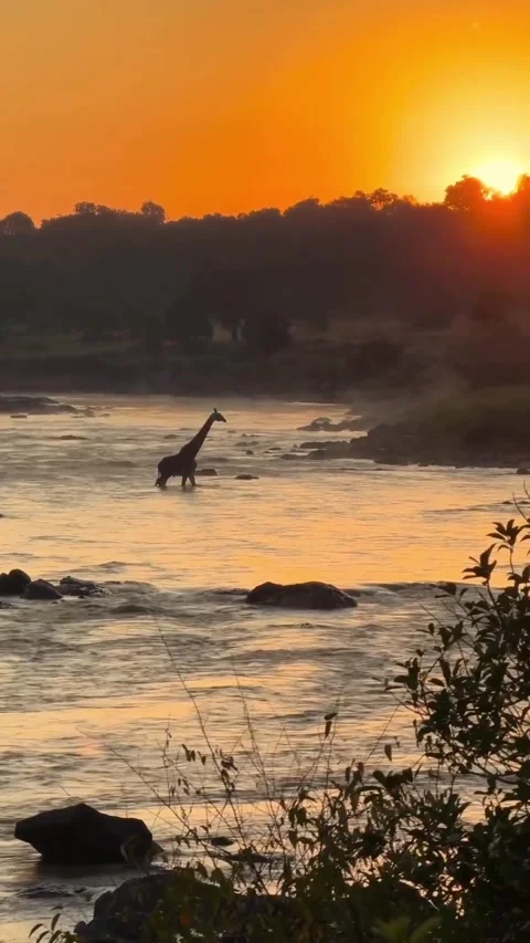 Giraffes cross the river at sunset Vidéo 330121411