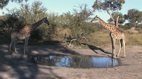 Giraffes Drinking - 720 Video stock 20504982
