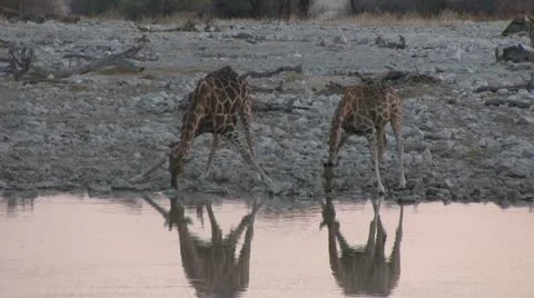 Giraffes drinking in the afternoon Stock Footage 12128605