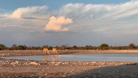 Giraffes drinking from a natural reservoir in Namibia National Park, Etosha Stock Footage 198684119