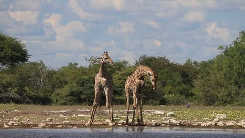 Giraffes drinking at a water hole Vídeo Stock 76526028