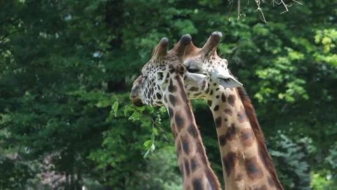 Giraffes eat leaves from tree branches. Animals feed on plants. Stock Footage 147991831