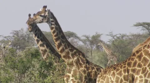 Giraffes eating Stock Footage 12653765