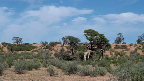 Giraffes eating Stock Footage