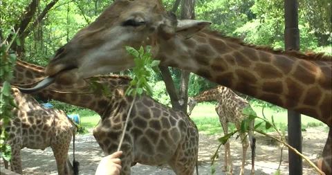 Giraffes eating Видео 343712002