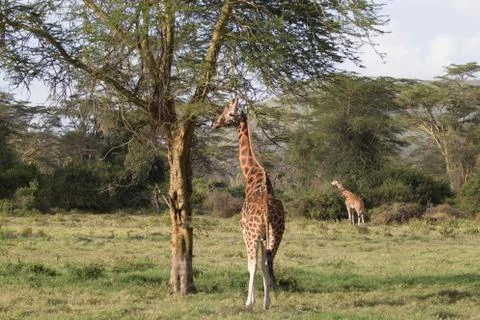 Giraffes Eating from Trees Stockfoto's