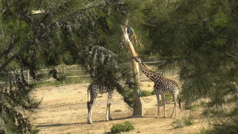 Giraffes eats leaves from a tree. View of giraffes from behind the trees Stock Footage 120599368